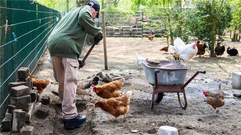 Auch handwerkliche Tätigkeiten gehören zur Hühner-Hege  