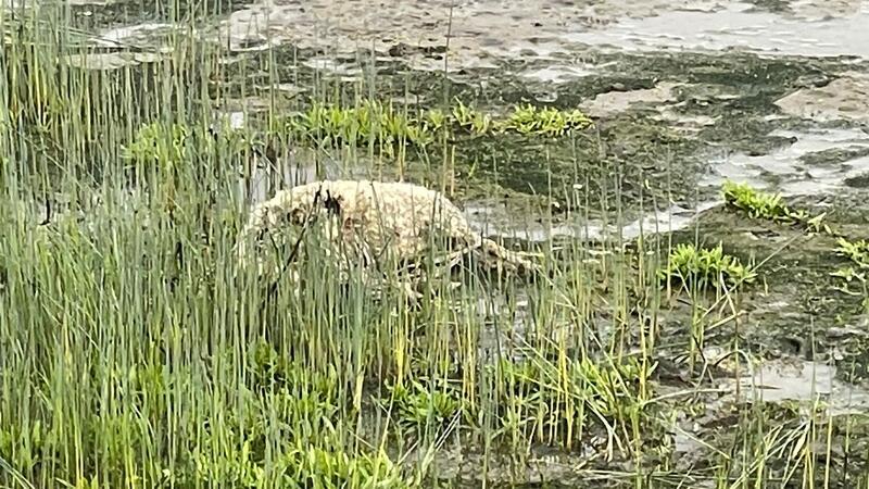 Neue Risse im Alten Land: Wolf tötet wieder Schafe auf Hahnöfersand Auch im Watt starb eines der Schafe.