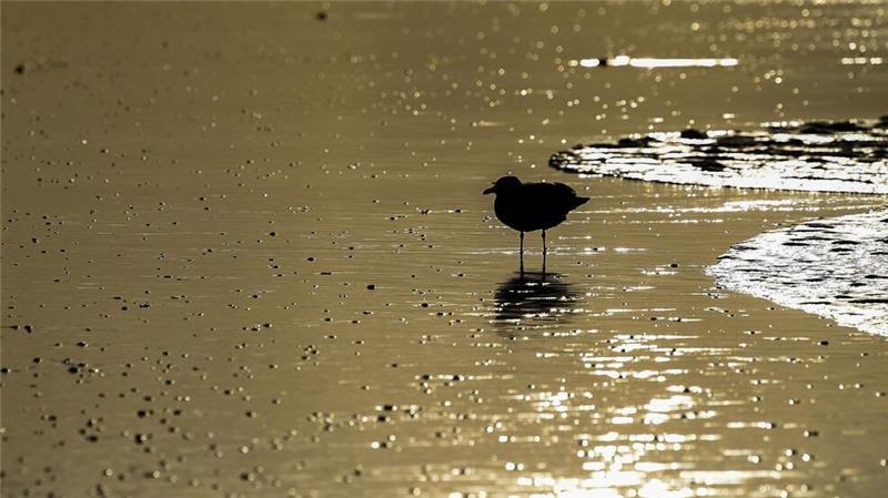 Auch im Winter lassen sich Vögel im Watt beobachten (Archivbild).