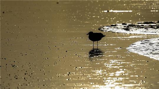 Auch im Winter lassen sich Vögel im Watt beobachten (Archivbild).