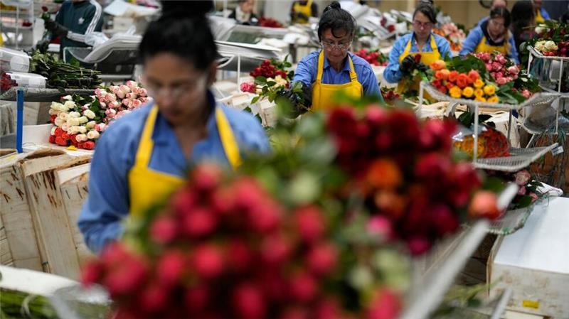 Warum riechen alle Blumenläden gleich und sind Rosen super? Auch in Kolumbien werden Schnittblumen produziert. (Archivbild)