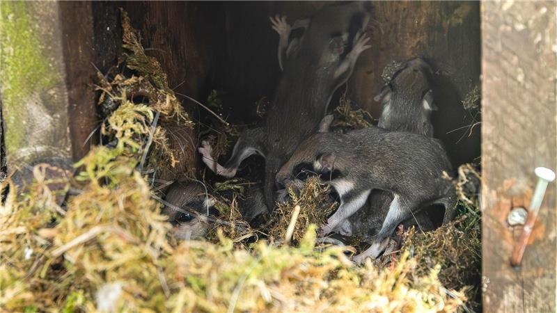Langschläfer gewinnt Wahl zum Gartentier des Jahres Auch in Nistkästen bauen die kleinen Tiere ihre Nester - wie hier im Harz. (Archivbild)