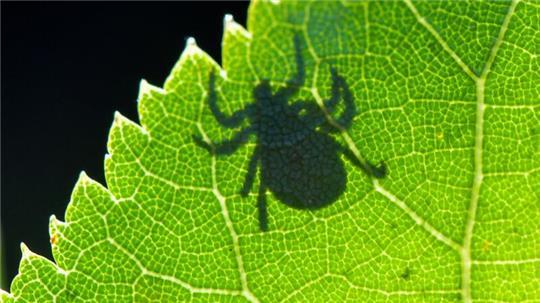 Auch in Norddeutschland leben viele Zecken. (Archivbild)