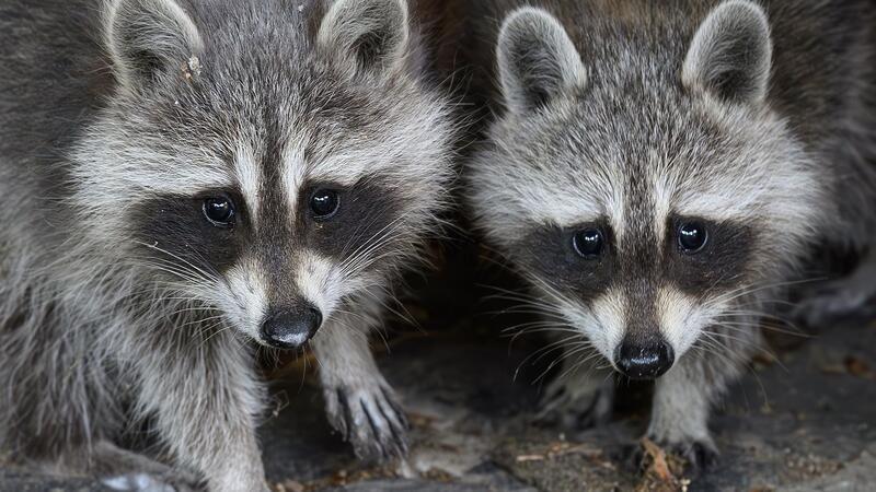 Studie: Vogelgrippevirus springt von Kuh auf Katze Auch in Waschbären wurden Vogelgrippeviren entdeckt. (Symbolbild)