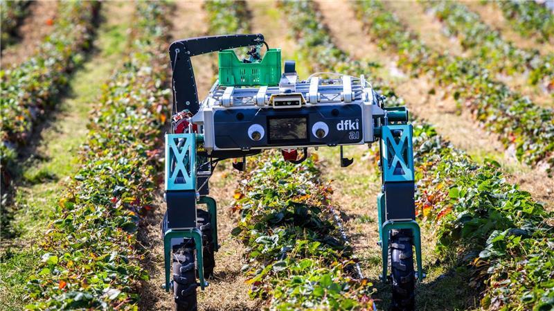 Jeder Dritte befürchtet Arbeitsplatz-Verlust durch KI Auch in der Landwirtschaft wird KI schon genutzt beziehungsweise erprobt, wie hier bei der Erdbeerernte. (Archivbild)