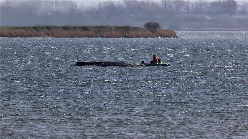 Auch in der Nacht beobachtete die Polizei den Buckelwal weiter. (Archivbild) 