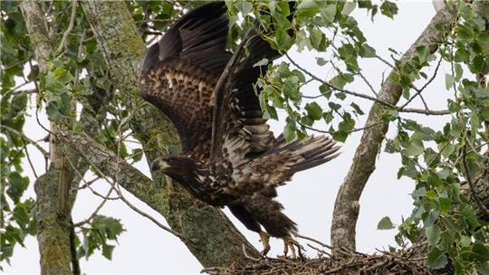 Auch in der Wesermarsch brüten Seeadler - wenn man ihnen die Chance dazu lässt.