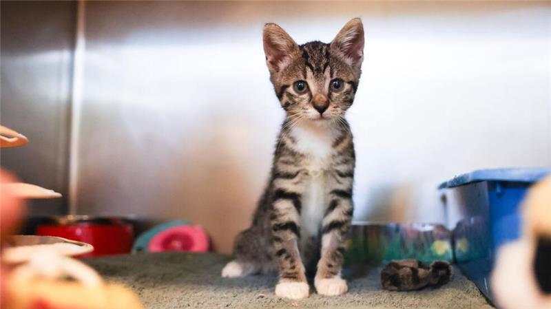 Tierschutzvereine: Tiere sind keine Weihnachtsgeschenke Auch in diesem Jahr vermittelt das Tierheim keine Tiere über die Weihnachtsfeiertage. (Symbolbild)