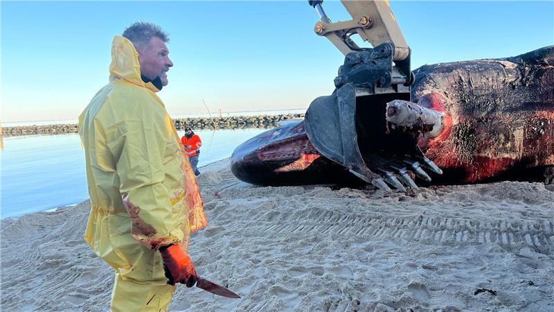 Sylt-Wal: Spezialist löst Fleischreste vom Unterkiefer Auch mit Hilfe einer Baggerschaufel war der große Pottwal-Unterkiefer auf Sylt vom Kadaver gelöst worden.