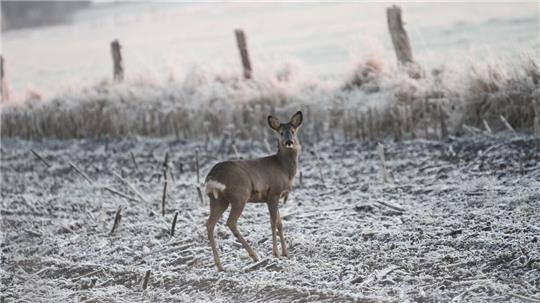 Auch ohne Hilfe vom Menschen kommen die Wildtiere gut durch den Winter. Foto: CNV-Archiv