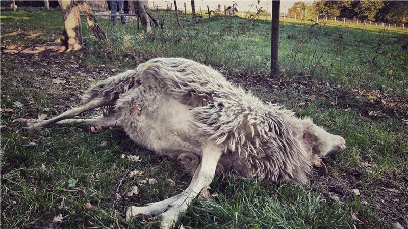 Auch seltene Nutztierrassen wie diese weiße gehörnte Heidschnucke sind durch Wolfsangriffe gefährdet.