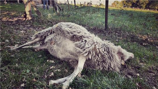 Auch seltene Nutztierrassen wie diese weiße gehörnte Heidschnucke sind durch Wolfsangriffe gefährdet.