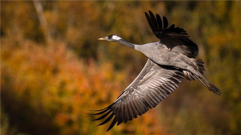 Auch vielen Vögel ging es weltweit schlechter, in Deutschland setzte vor allem die Vogelgrippe den Kranichen zu. (Archivfoto)