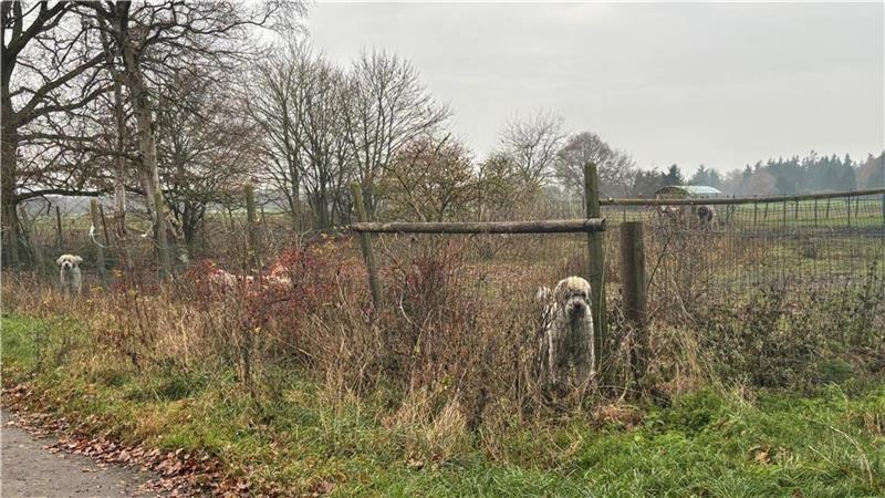 Auch zahlreiche Hunde sind derzeit in Sandbostel untergebracht.