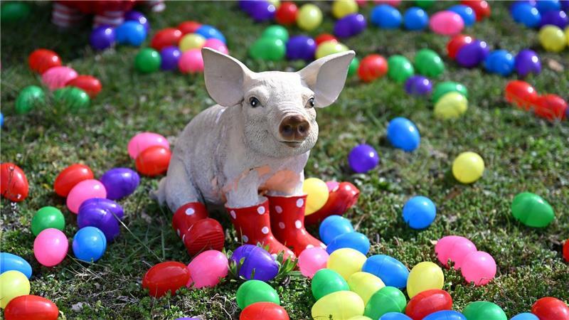 Auch zahlreiche Tiere wie etwa dieses Schwein oder auch eine Giraffe und zahlreiche Affen stehen zwischen den bunten Eiern.