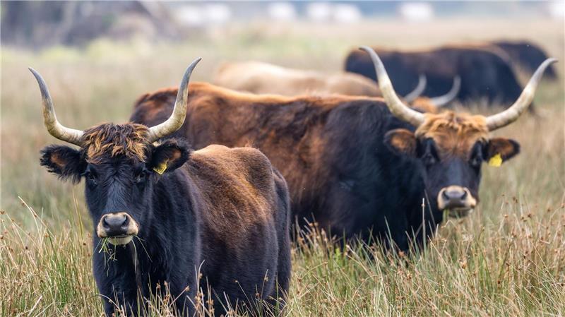Auerochsen grasen an einem trüben Tag auf einer Wiese im Aueroxenreservat Spreeaue nördlich der Stadt Cottbus.