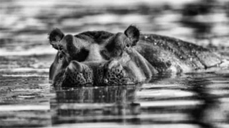 Olli Elf aus Apensen: 300.000 Follower bewundern seine Tierfotografien Auf Augehöhe - und nicht ungefährlich: Das Flusspferd wurde von dem Fotografen aus nächster Nähe mit der Kamera festgehalten.
