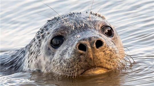Auf Helgoland gibt es in diesem Winter viel Kegelrobben-Nachwuchs. (Symbolbild)