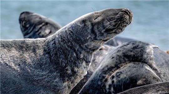Auf Helgoland gibt es wieder Kegelrobben-Nachwuchs. (Symbolbild)