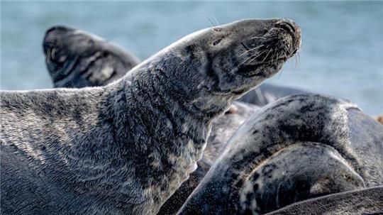 Auf Helgoland gibt es wieder Kegelrobben-Nachwuchs. (Symbolbild)