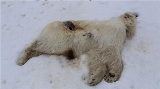 Auf Spitzbergen ist bei einem einjährigen männlichen Eisbären das Vogelgrippe-Virus nachgewiesen worden.