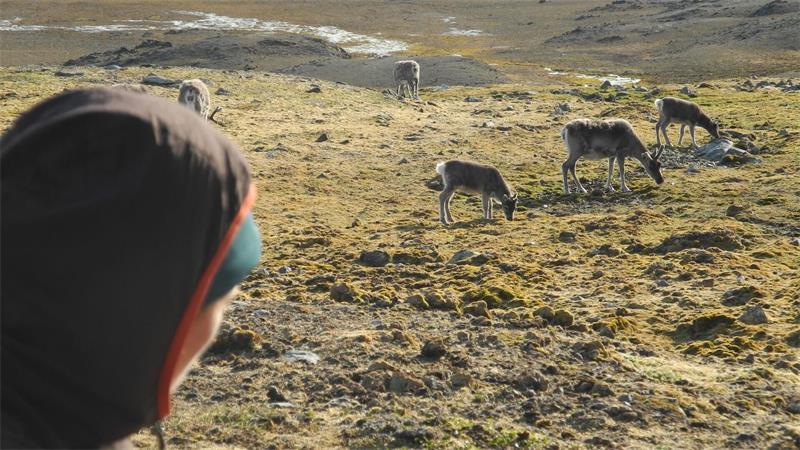 Auf Spitzbergen sind in diesem Sommer ungewöhnlich viele Rentiere verendet. (Archivbild)