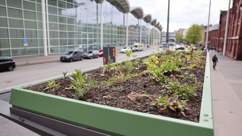 Noch mehr grüne Haltestellendächer für Wildbienen & Co. Auf dem Dach einer Bushaltestelle an den Messehallen ist eine kleine Grünfläche angelegt.