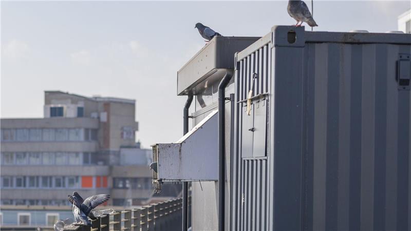 Auf dem Dach eines Parkhauses in Bremen steht ein betreutes Taubenhaus.