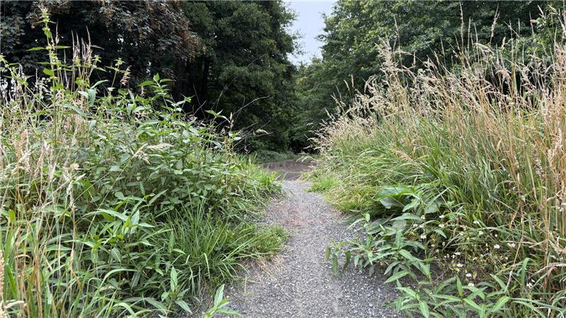 Zugewuchert: Warum sieht der Stader Dirtbike-Park so ungepflegt aus? Auf dem Dirtbike-Park-Gelände werde bewusst eine extensive Grünpflege betrieben, um für heimische Blühpflanzen gute Bedingungen zu schaffen.