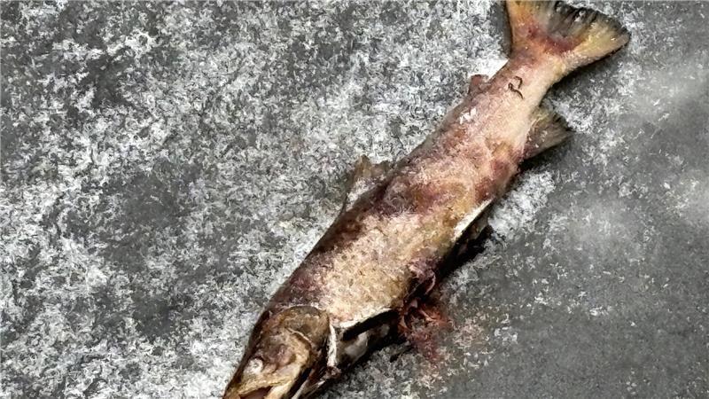 Auf dem Eis im Fleth verendeter Raubfisch.