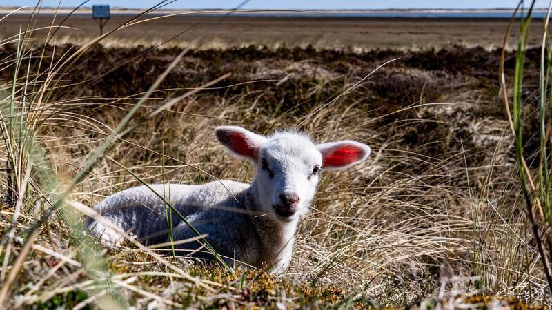 Streit um Schakal-Abschuss auf Sylt geht weiter Auf dem Ellenbogen in List (Sylt) hatte der Goldschakal seit Mai mehrere Lämmer gerissen. (Archivbild)