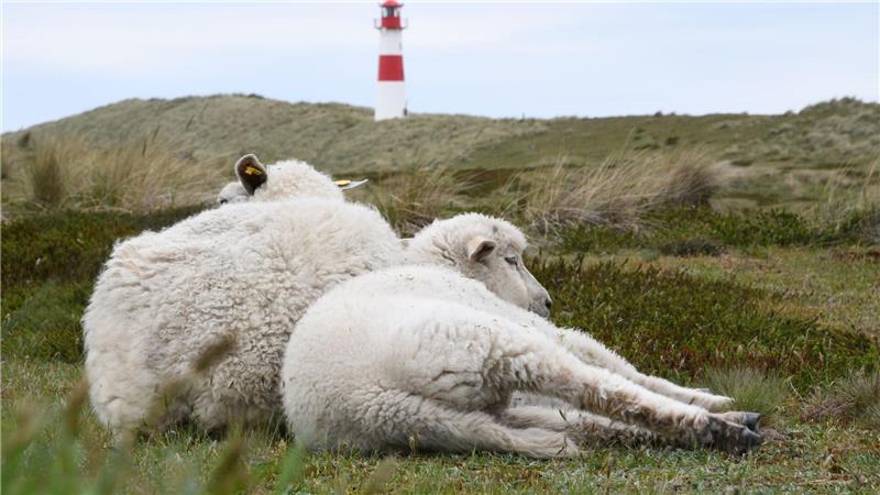Auf dem Ellenbogen in List (Sylt) hatte der Goldschakal seit Mai mehrere Lämmer gerissen. (Archivbild)