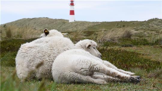 Auf dem Ellenbogen in List (Sylt) hatte der Goldschakal seit Mai mehrere Lämmer gerissen. (Archivbild)