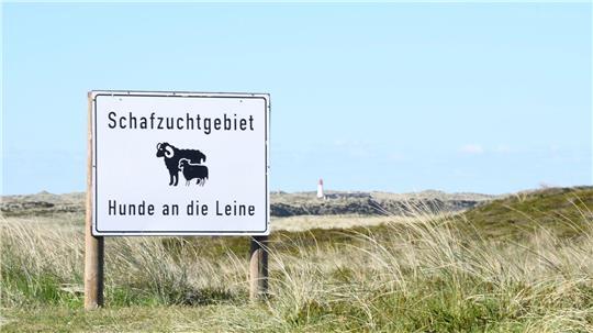 Auf dem Ellenbogen in List (Sylt) sind mindestens zehn Schafe und Lämmer getötet worden. (Archivbild)
