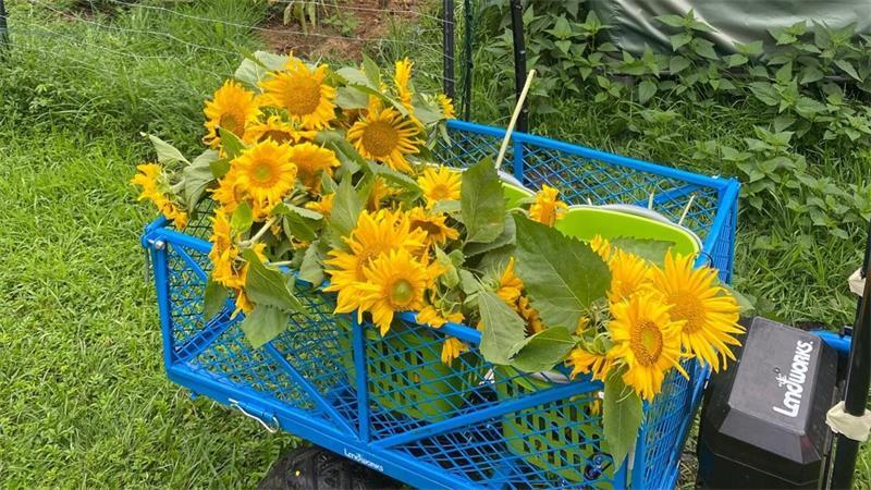 Mit Bürgern im Gespräch: Harsefelder Grüne verteilen Sonnenblumen Auf dem Feld werden die von den Harsefelder Grünen gepflanzten Sonnenblumen geerntet.