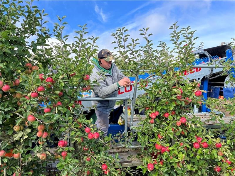 Auf dem Öko-Obsthof Rolker in Ladekop läuft die Apfelernte. Foto Vasel