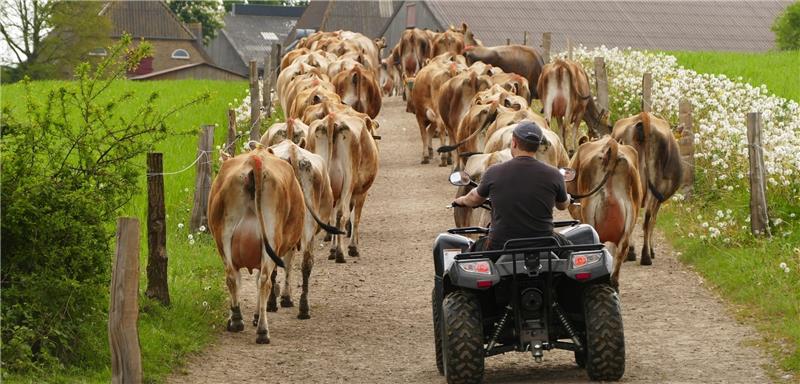 Auf dem Versuchsgut Lindhof der Uni Kiel werden die Jersey-Milchkühe von der Weide zum Stall getrieben. Fotos Dr. Neumann/Fehlbus