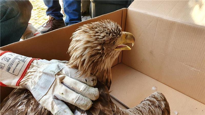 Geretteter Adler wird bald für Nachwuchs sorgen Auf dem Weg in die Freiheit.Foto: pr