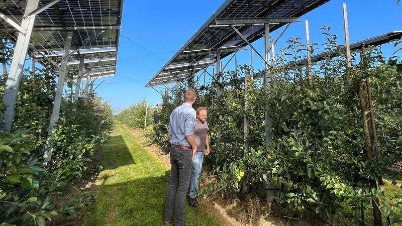 Auf den Dächern der Lager sind Photovoltaikanlagen längst Standard, jetzt werden Agri-PV-Anlagen in den Obstplantagen erprobt.