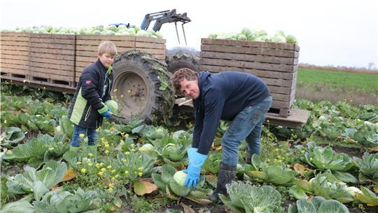 Auf den Feldern von Marten Oest wird der Weißkohl noch per Hand geerntet. Sohn Marlon (9) packt mit an.