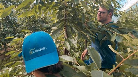Auf den Plantagen in Südtirol durfte Jacob Hauschildt sich mit dem Guyot-System ausprobieren.