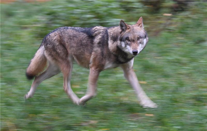 Auf der B4 bei Uelzen ist in der Nacht zum Sonntag ein Wolf gestorben. Symbolfoto: dpa