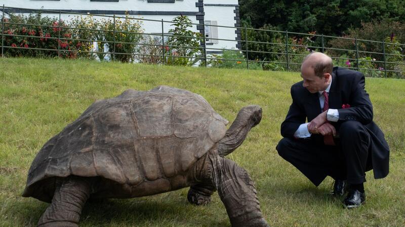 Bruder des Königs - Prinz Edward wird 60 Auf der Insel St. Helena trifft Prinz Edward die Schildkröte Jonathan.