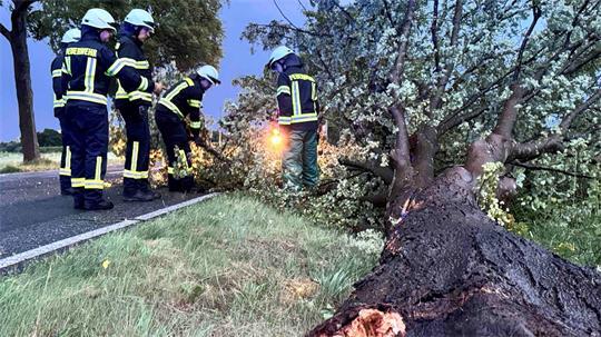 Auf der L130 zwischen Grundoldendorf und Apensen stürzte vergangene Nacht ein Baum um.