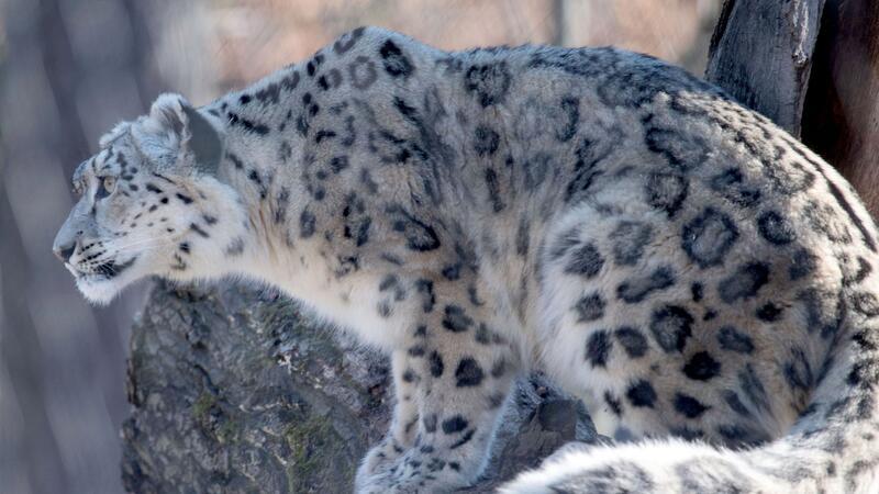 Auf der Roten Liste der Weltnaturschutzunion als „gefährdet“ gelistet: der Schneeleopard.