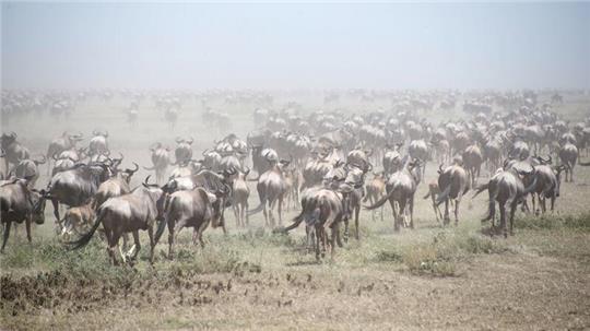 Auf der Suche nach Nahrung wandern Gnus Tausende Kilometer weit. (Archivfoto)