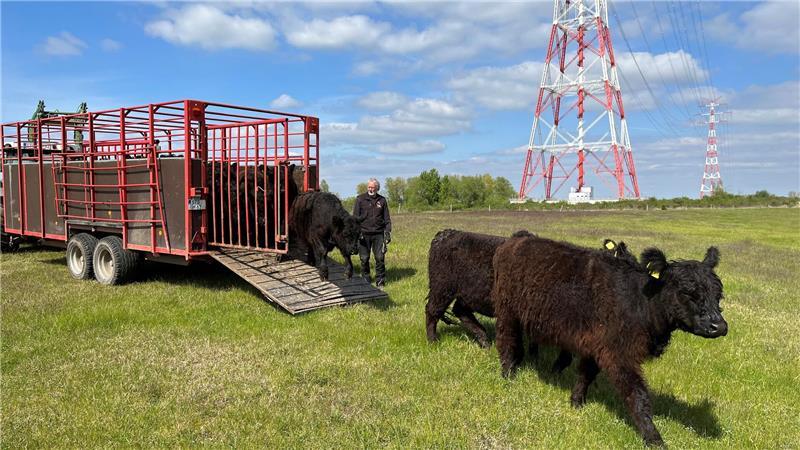 Auf der Südhälfte von Lühesand grasen Galloways - als Naturschützer.