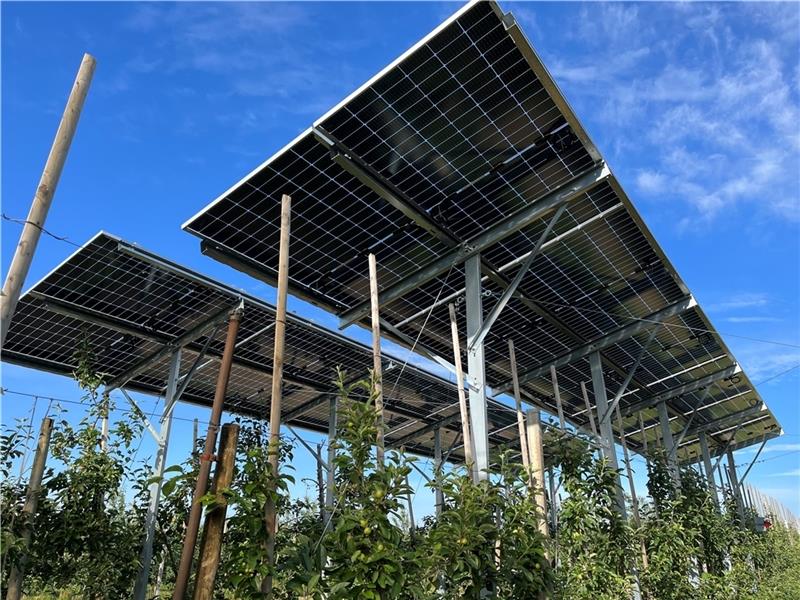 Auf der Versuchsanlage des Obstbauzentrums Esteburg in Moorende sind Solarmodule auf einer Apfelplantage montiert worden. Foto: Vasel