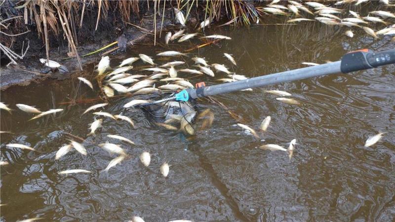 Tausende tote Fische treiben in Graben vor dem Vörder See Auf der Wasseroberfläche trieben zahlreiche tote Rotfedern und Rotaugen.