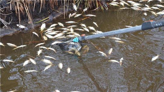 Auf der Wasseroberfläche trieben zahlreiche tote Rotfedern und Rotaugen.